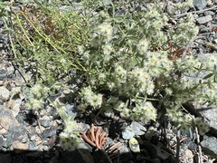 Galium serpenticum