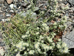 Galium serpenticum