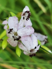 Microbotryum saponariae