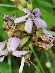 Microbotryum saponariae