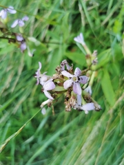 Microbotryum saponariae