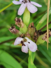 Microbotryum saponariae