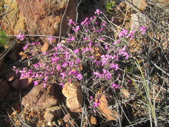 Indigofera pilgeriana