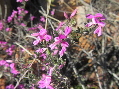 Indigofera pilgeriana