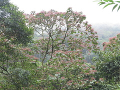Heliocarpus americanus
