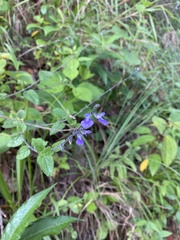 Salvia aequidistans