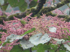 Heliocarpus americanus
