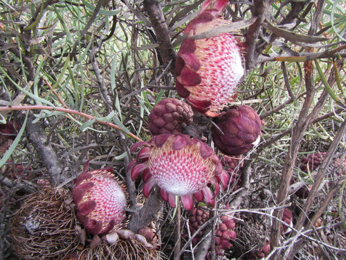 Image of Protea humiflora by (c) douglaseustonbrown, some rights reserved (CC BY-SA)