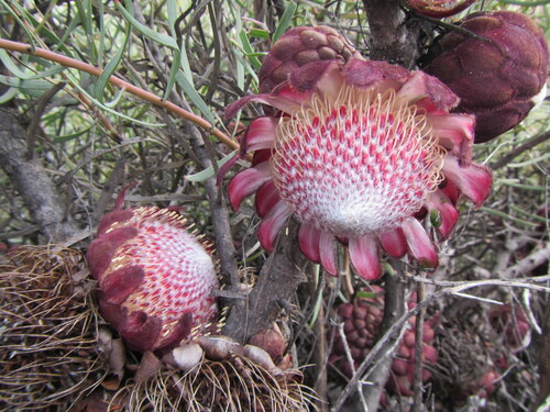 Image of Protea humiflora by (c) douglaseustonbrown, some rights reserved (CC BY-SA)
