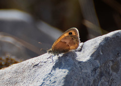 Coenonympha thyrsis