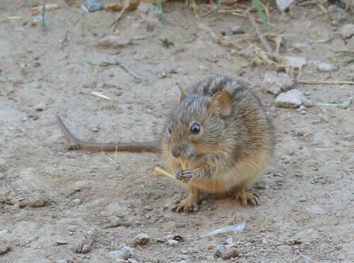 Four-striped Grass Mouse
