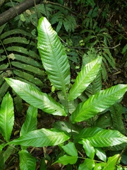 Mickelia nicotianifolia