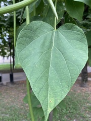 Catalpa