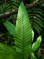 Mickelia nicotianifolia