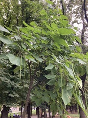 Catalpa