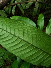 Mickelia nicotianifolia
