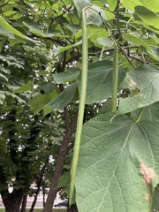 Catalpa