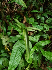 Mickelia nicotianifolia