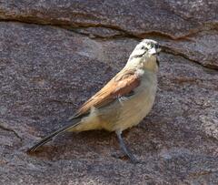 Emberiza capensis cinnamomea