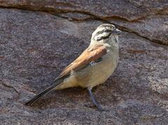 Emberiza capensis cinnamomea