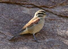Emberiza capensis cinnamomea