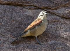 Emberiza capensis cinnamomea