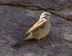 Emberiza capensis cinnamomea
