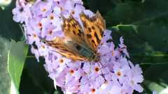 Polygonia c-album