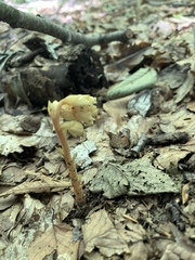 Monotropa hypopitys hypopitys