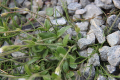 Cerastium nigrescens arcticum