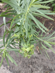 Euphorbia saratoi