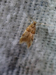 Theisoa constrictella