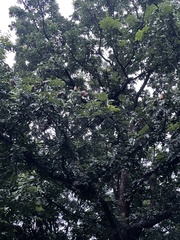 Swietenia