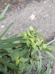Euphorbia saratoi