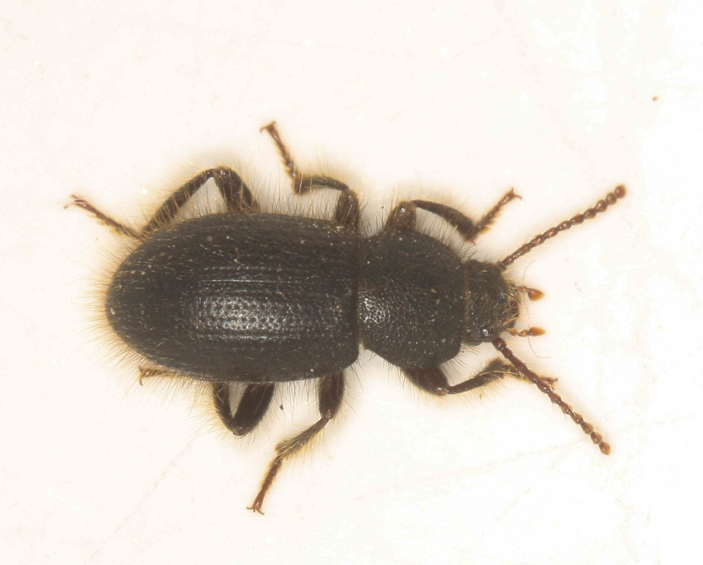 Eleodes littoralis
