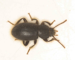 Eleodes littoralis
