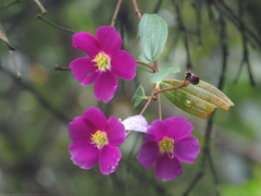Andesanthus