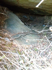 Marmota marmota