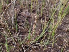 Triglochin gaspensis