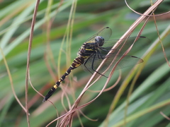 Onychothemis tonkinensis