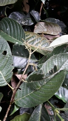 Alnus nepalensis