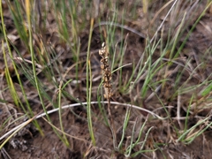 Triglochin gaspensis