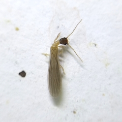 Oligotomidae