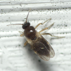 Forcipomyiinae