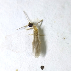 Oligotomidae