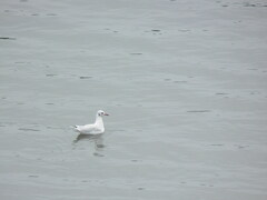 Chroicocephalus ridibundus