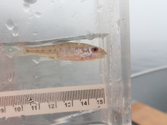 Percopsis omiscomaycus