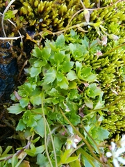 Micranthes stellaris