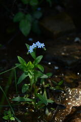 Myosotis martini