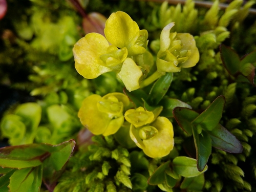 Chrysosplenium alpinum